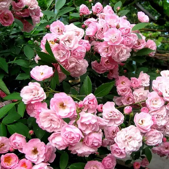Trandafiri tufă - Trandafiri - Heavenly Pink® - 